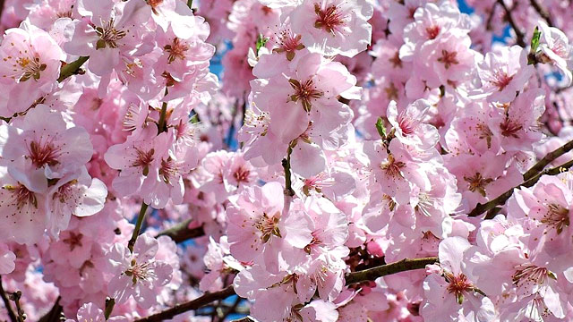 Ода цветущей сакуре - Кацудзо  Ниши